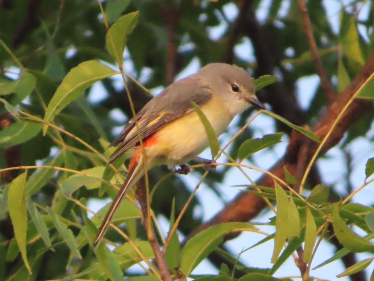 Small Minivet - ML508044061