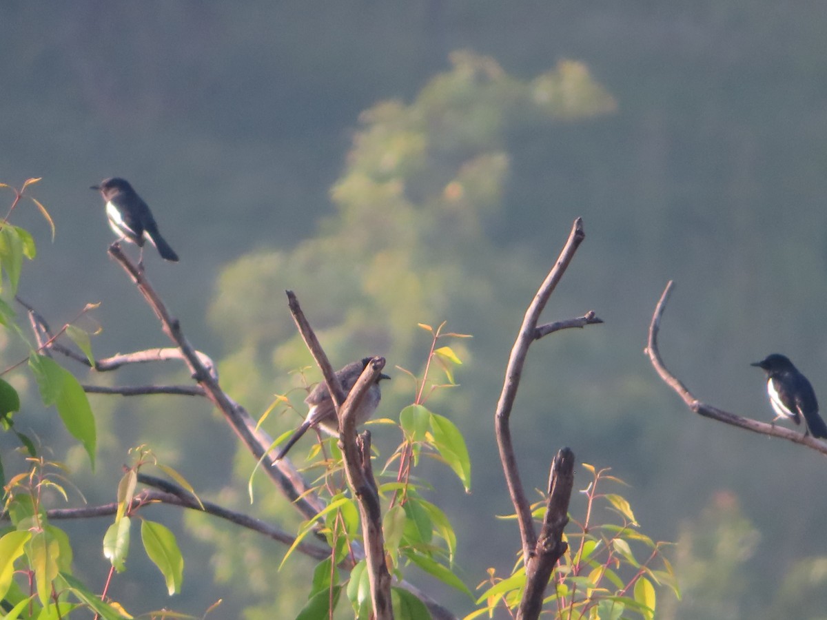 Oriental Magpie-Robin - ML508044121