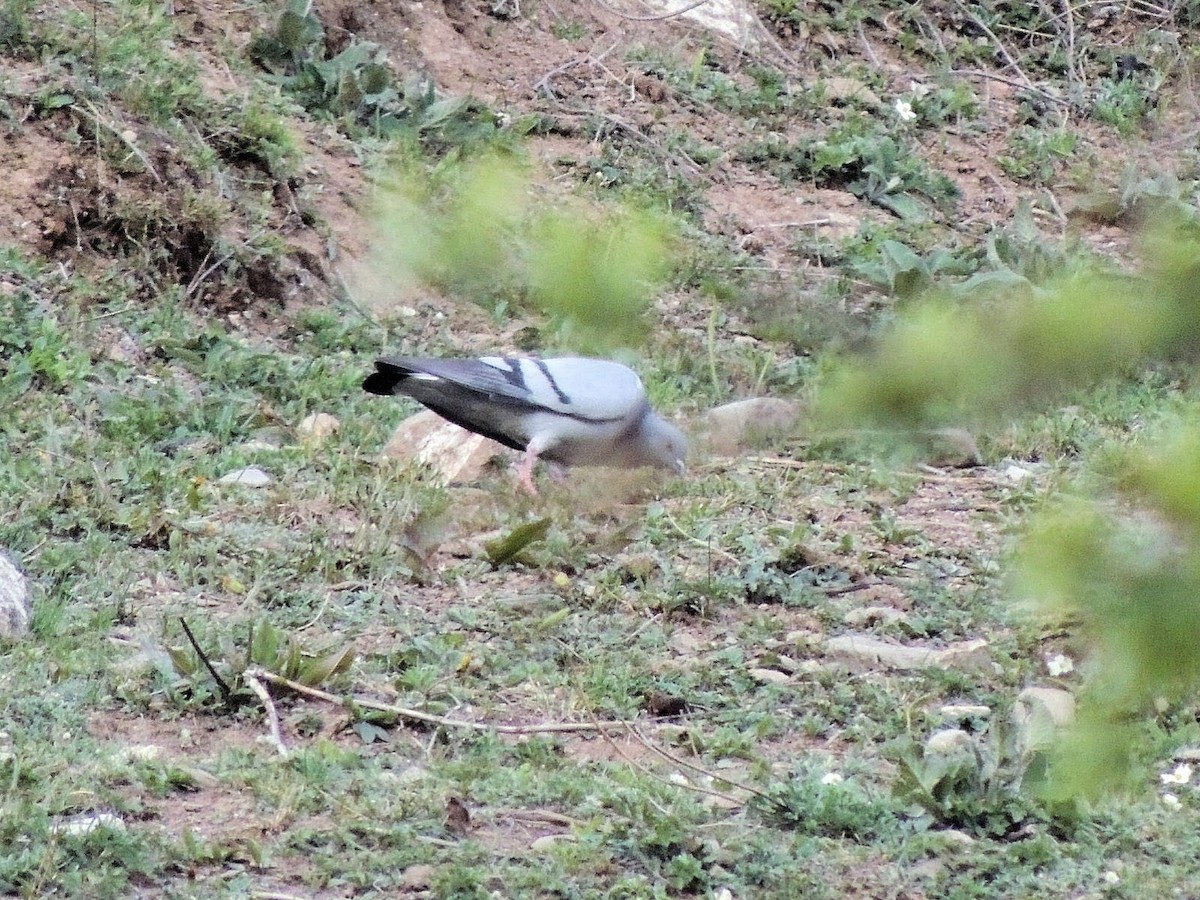 Pigeon des rochers - ML508044851