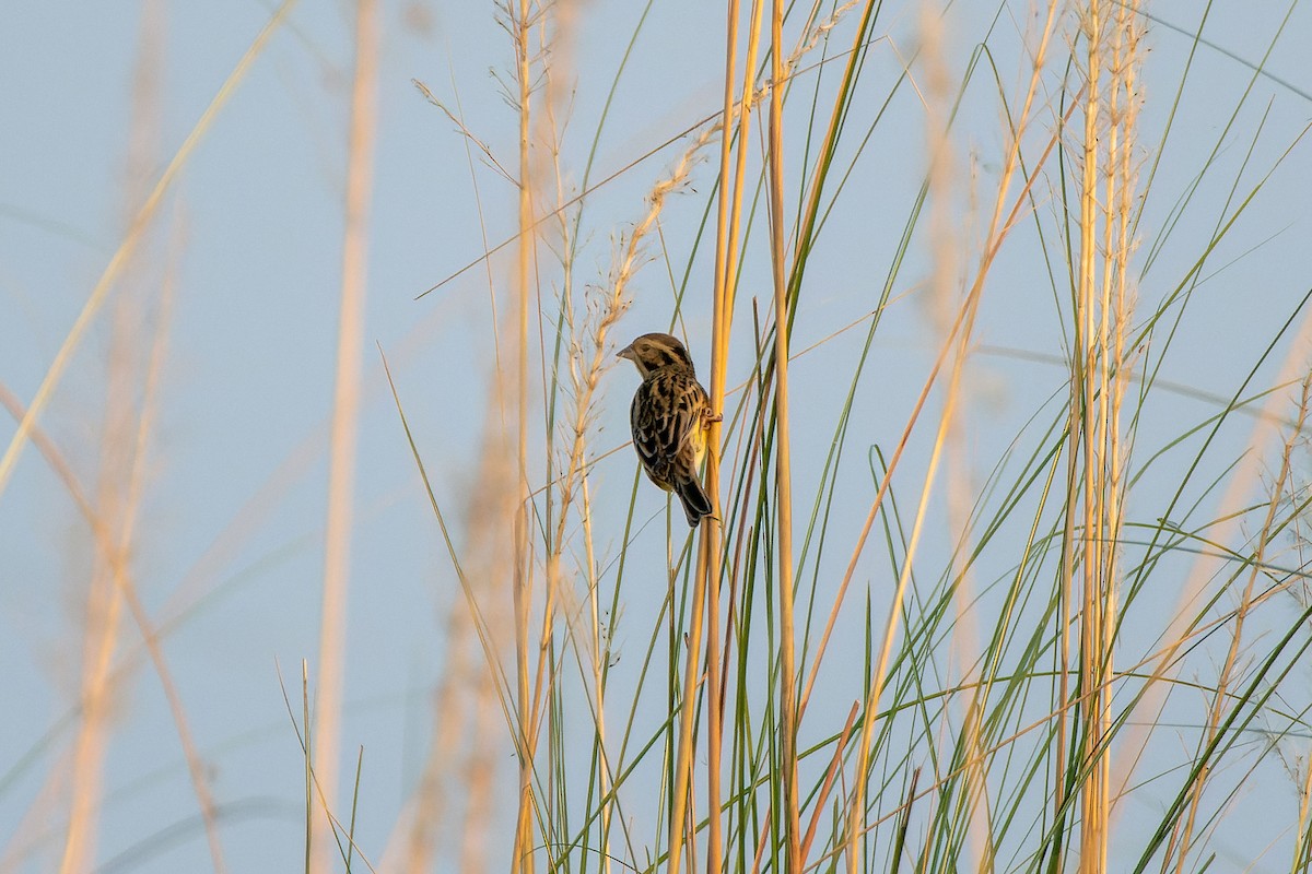 Yellow-breasted Bunting - ML508045051