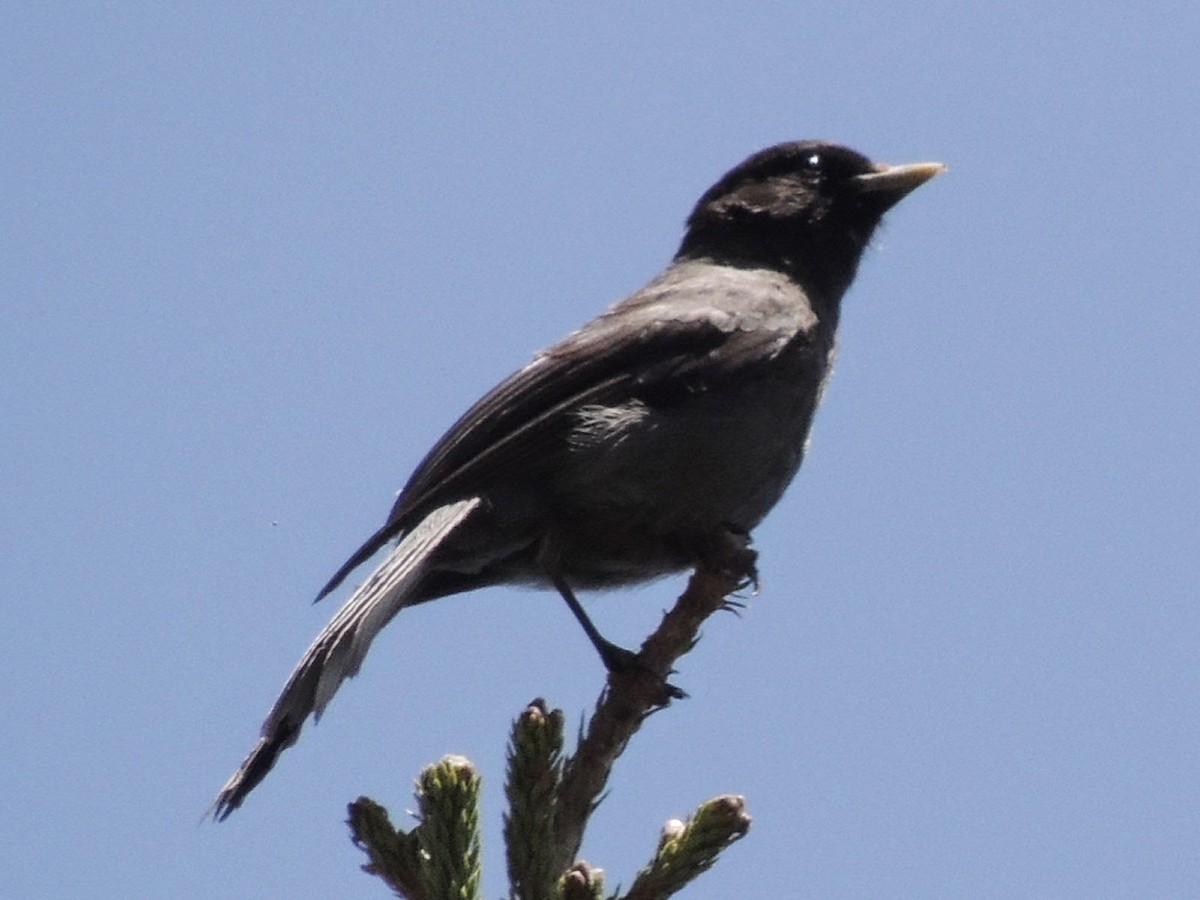 Sichuan Jay - Peter Bono