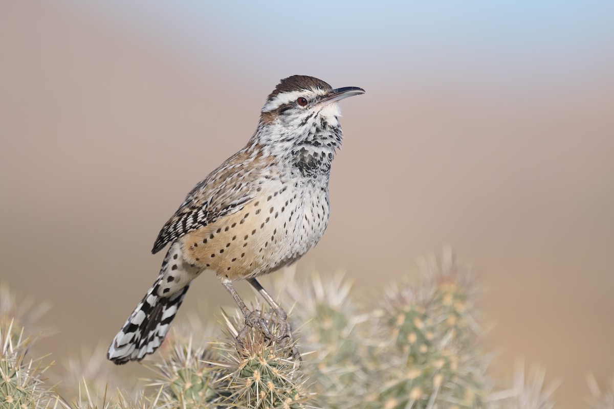 Cactus Wren - ML508047521