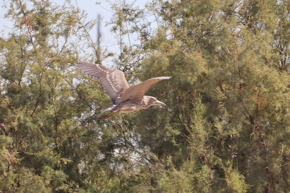 Black-crowned Night Heron - ML508049031