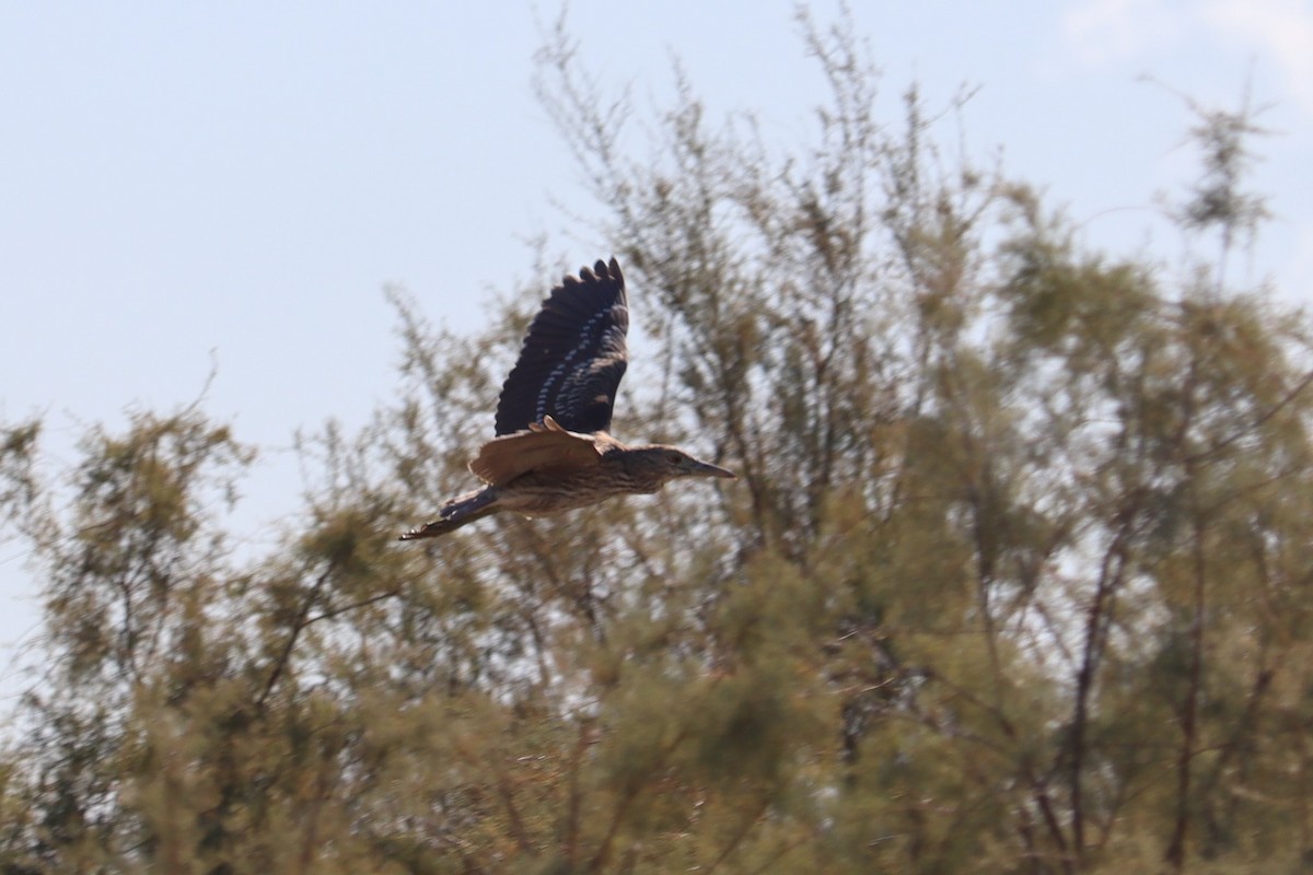 Black-crowned Night Heron - ML508049041