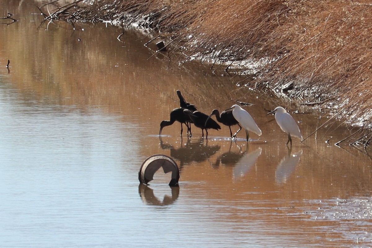 Snowy Egret - ML508049131