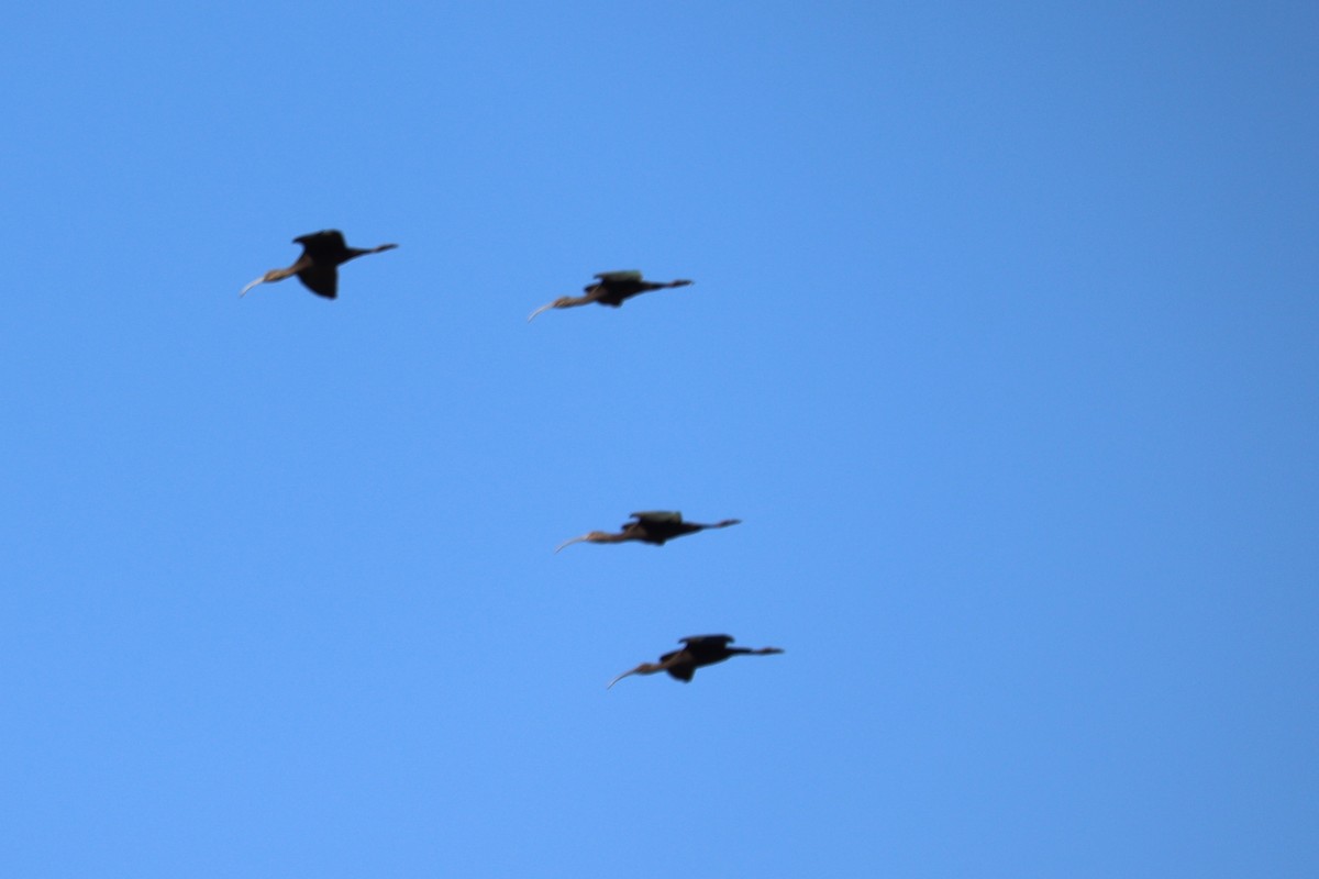 ibis americký - ML508049181