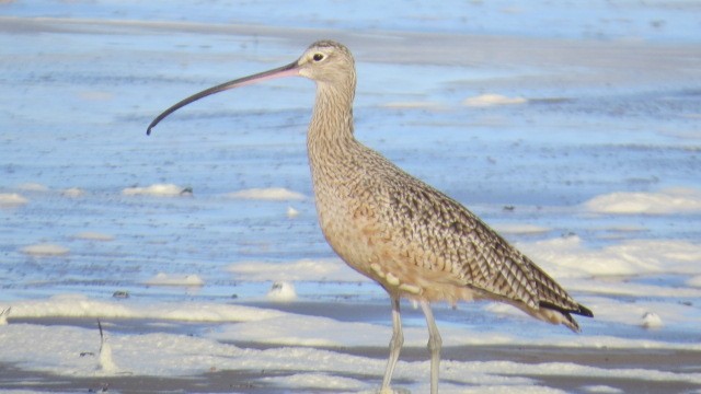 Long-billed Curlew - ML508050341