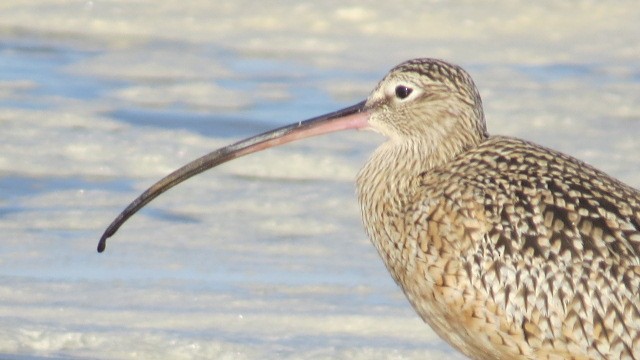 Long-billed Curlew - ML508050361