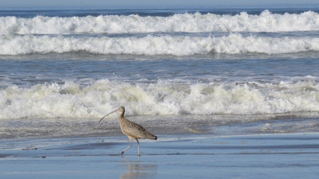 Long-billed Curlew - ML508050391