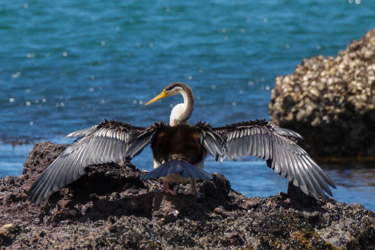 anhinga australská - ML508050521