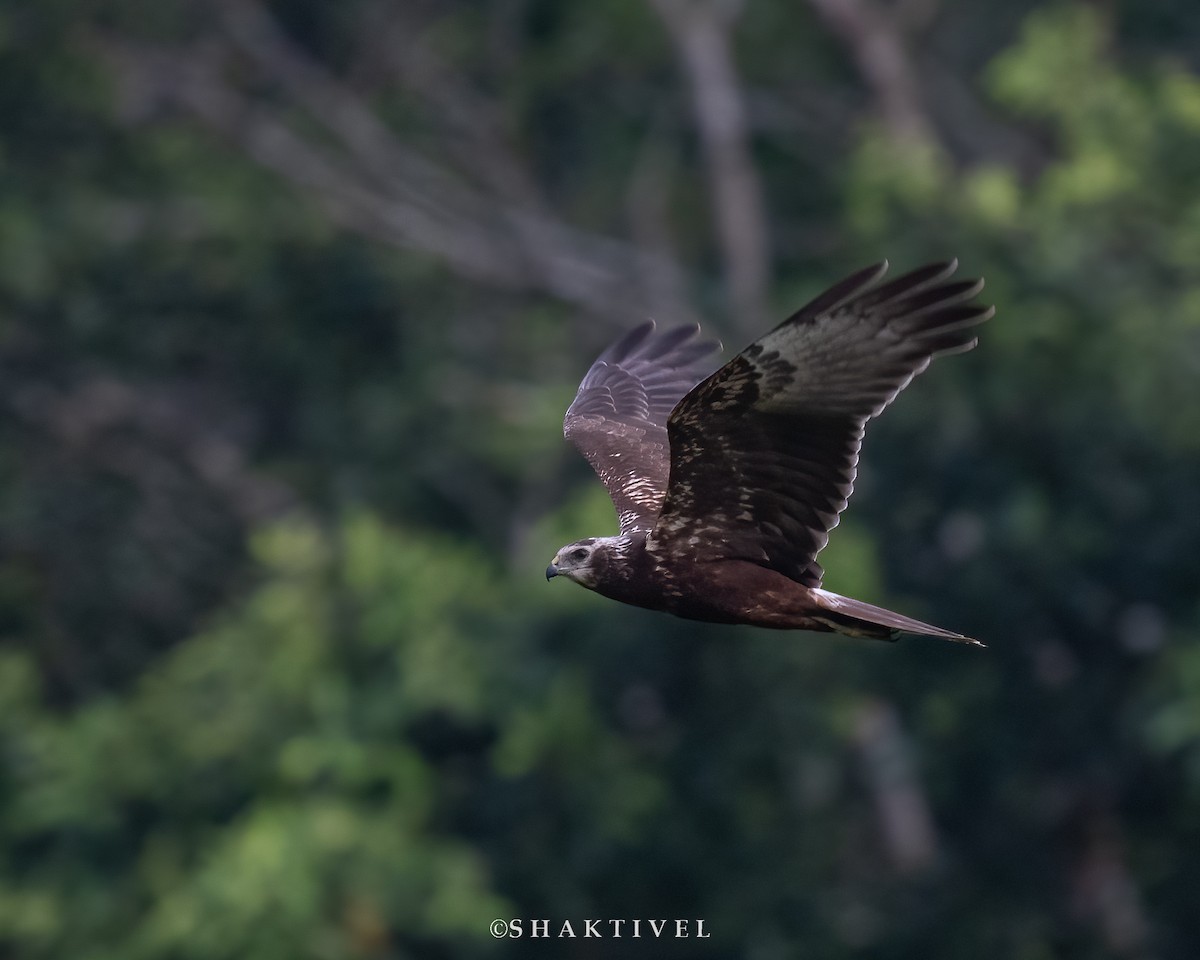 Eastern Marsh Harrier - Shakti - Tribesmen.in