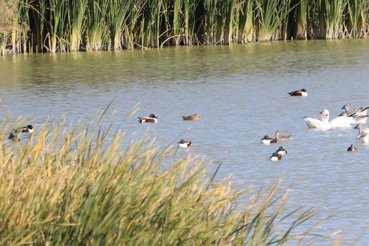 Northern Shoveler - ML508051351