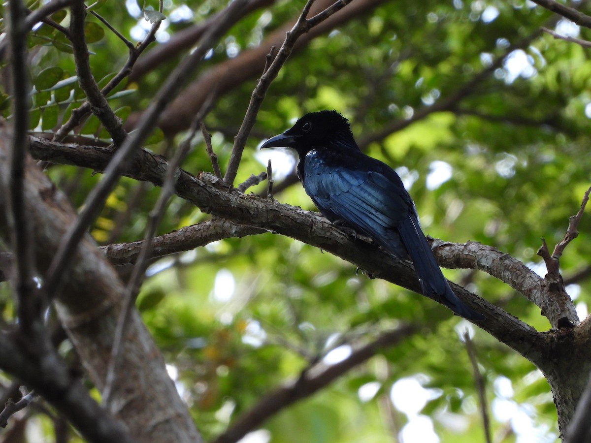 Palawan Drongo (Palawan) - ML508051991