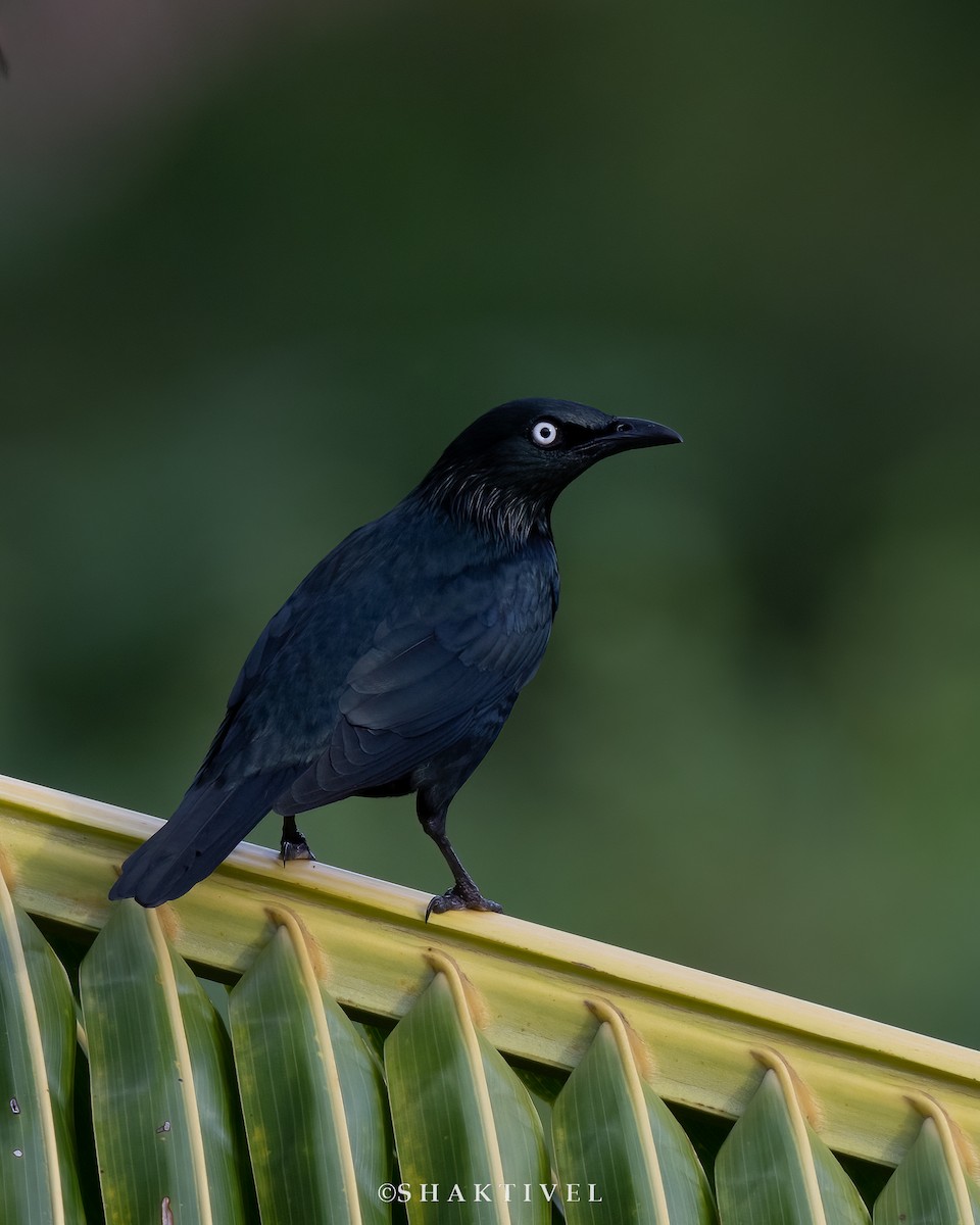 Asian Glossy Starling - ML508052171