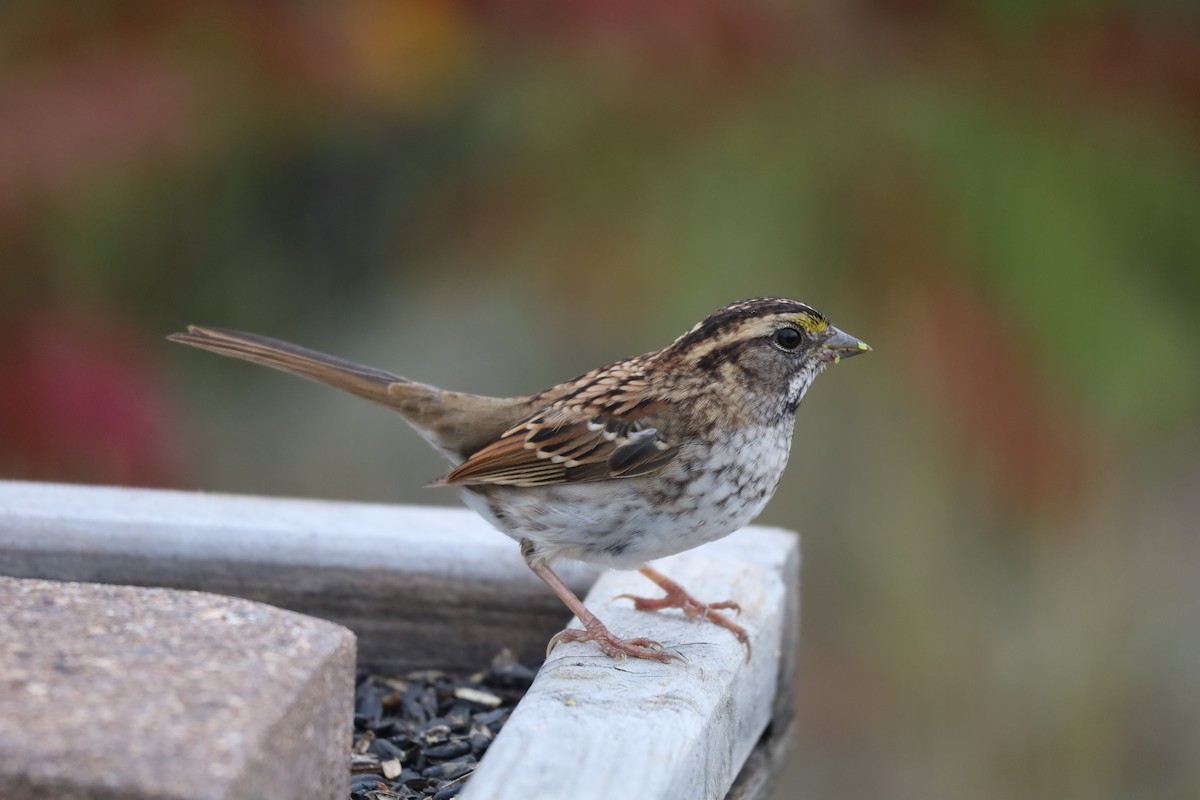 White-throated Sparrow - ML508055271