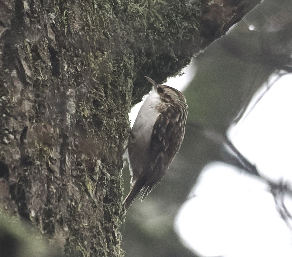 Eurasian Treecreeper - ML508055851