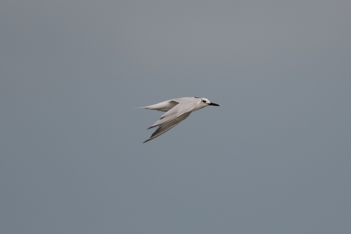 Sandwich Tern - Ivani Martínez Paredes