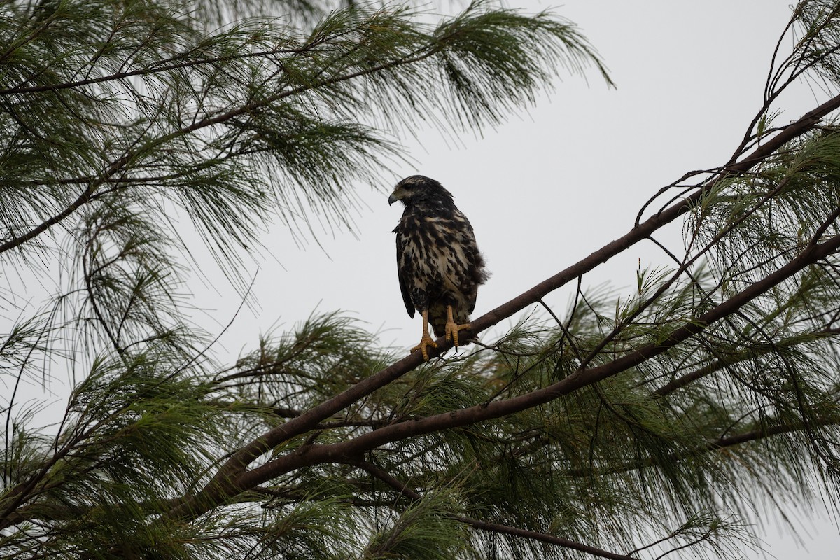 Common Black Hawk - Ivani Martínez Paredes