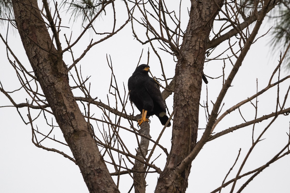 Common Black Hawk - Ivani Martínez Paredes