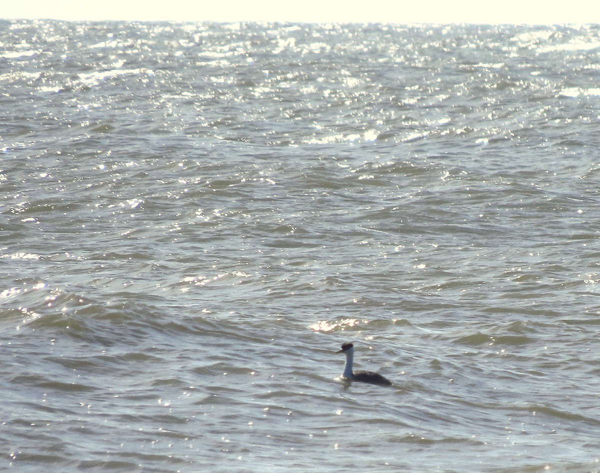 Western Grebe - ML508057101