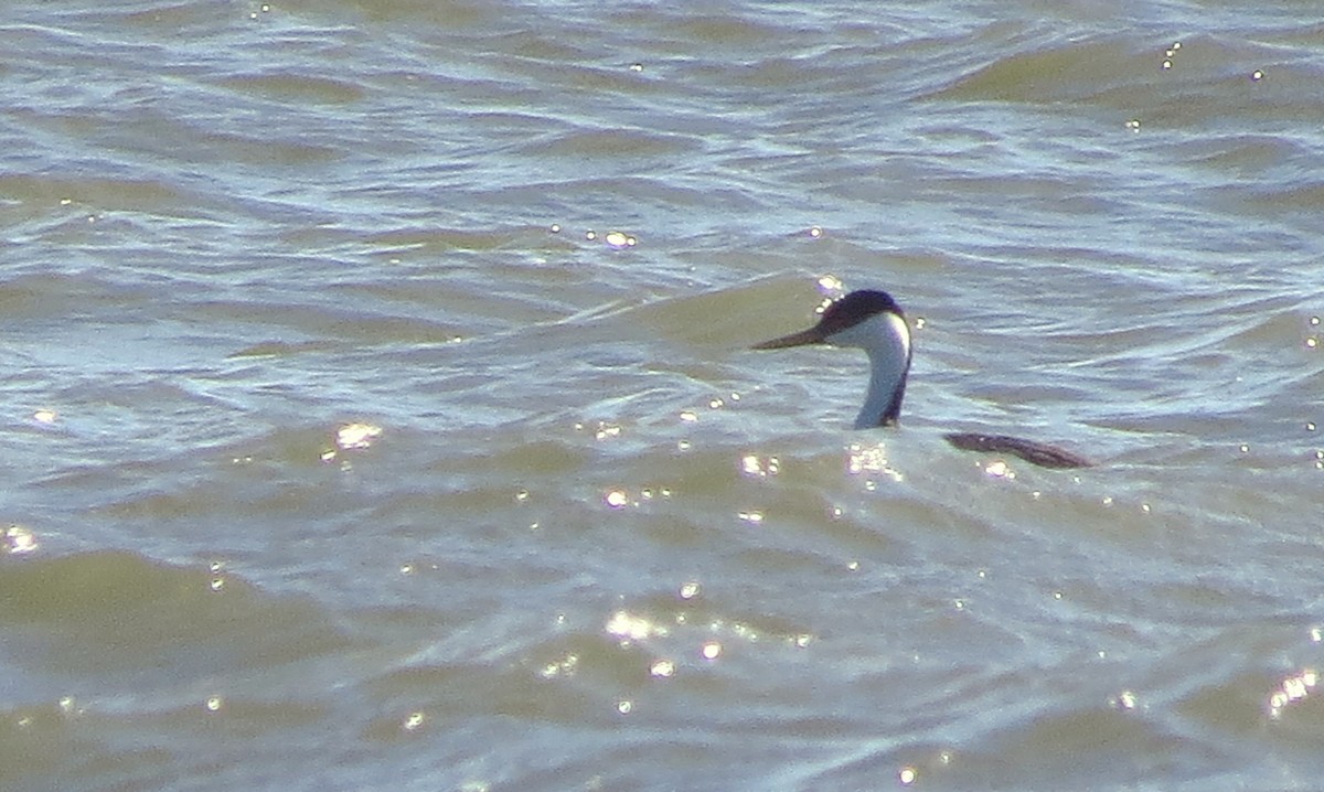 Western Grebe - ML508057111