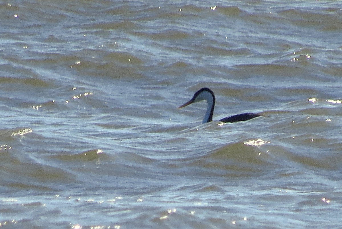 Western Grebe - ML508057121