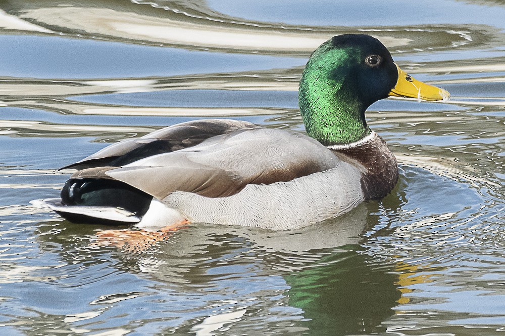 Mallard - ML508058441