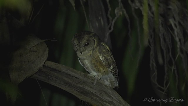 Indian Scops-Owl - ML508059361