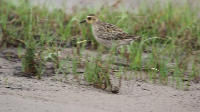 Pacific Golden-Plover - ML508062021