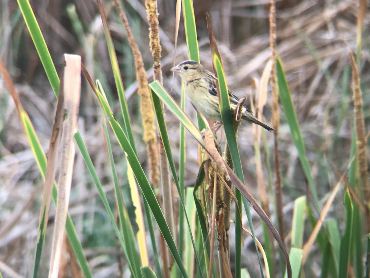 bobolink americký - ML508062201