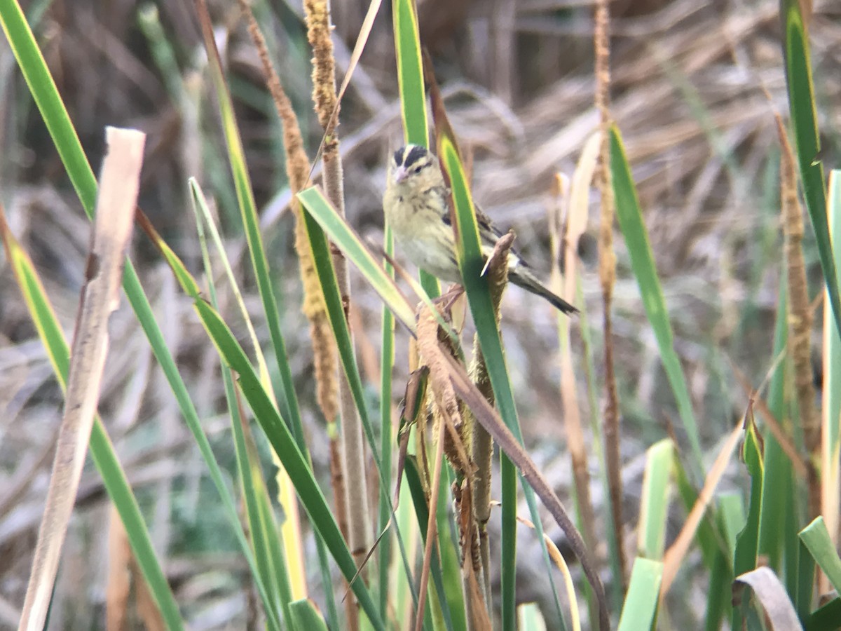 bobolink americký - ML508062221