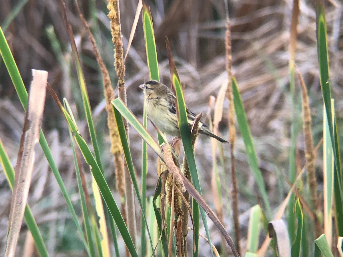 Bobolink - Gustavo Bautista @GUSBIRDING