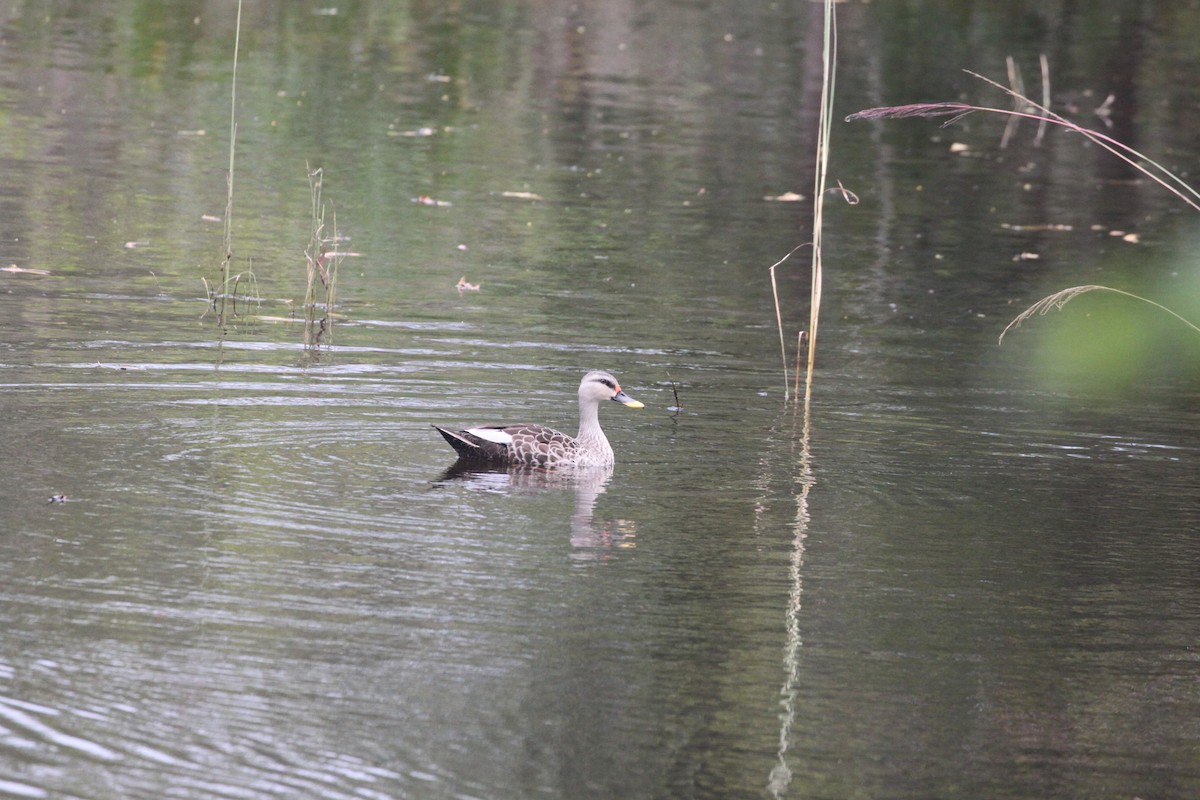 Canard à bec tacheté - ML508062811