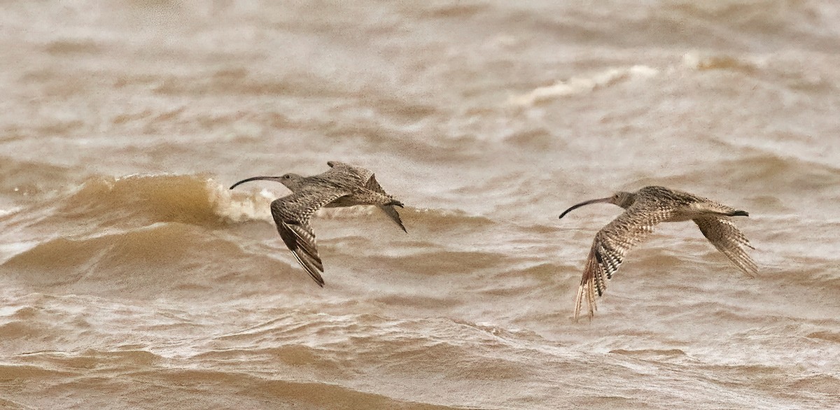 Far Eastern Curlew - ML508062851