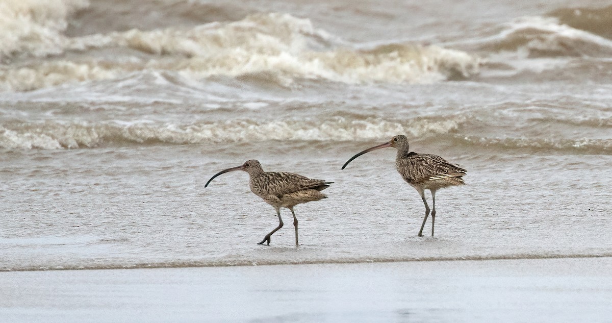 Far Eastern Curlew - ML508062861