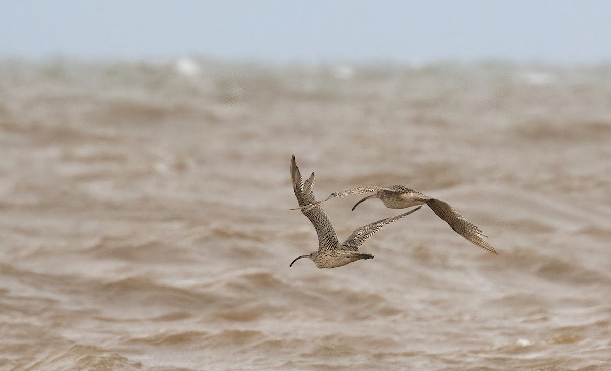 Far Eastern Curlew - ML508062881