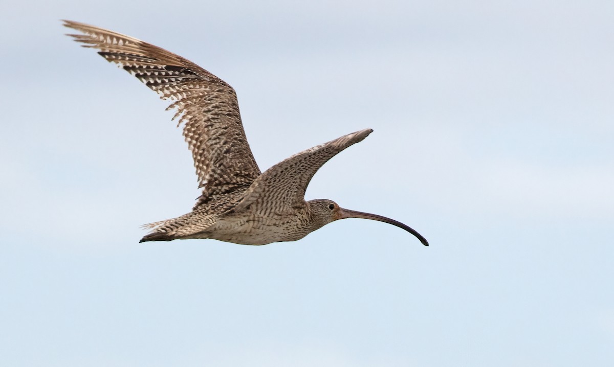 Far Eastern Curlew - ML508062891