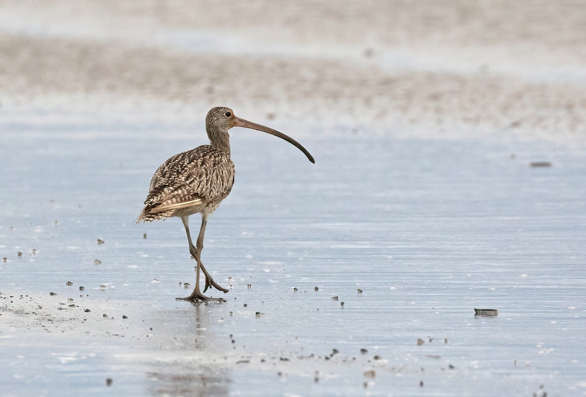 Far Eastern Curlew - ML508062901