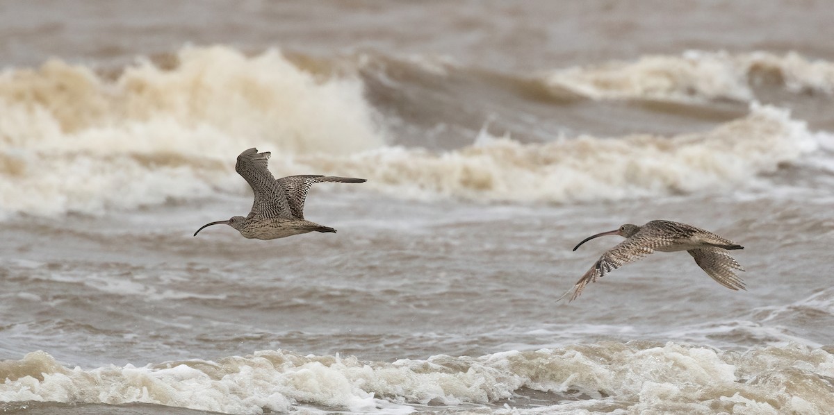 Far Eastern Curlew - ML508062911