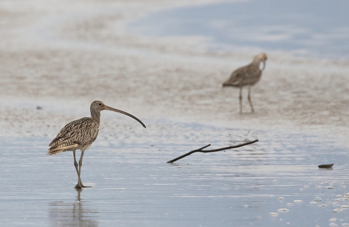 Far Eastern Curlew - ML508062931