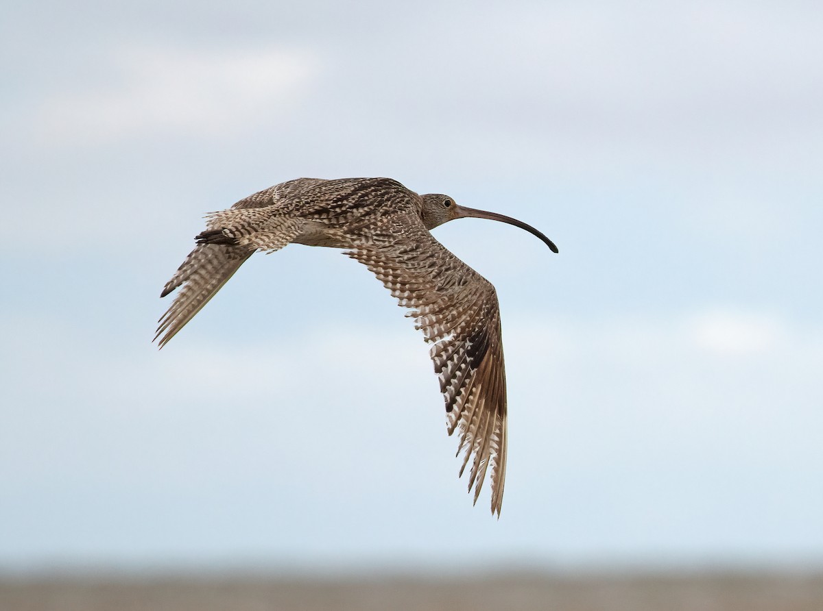 Far Eastern Curlew - ML508062941