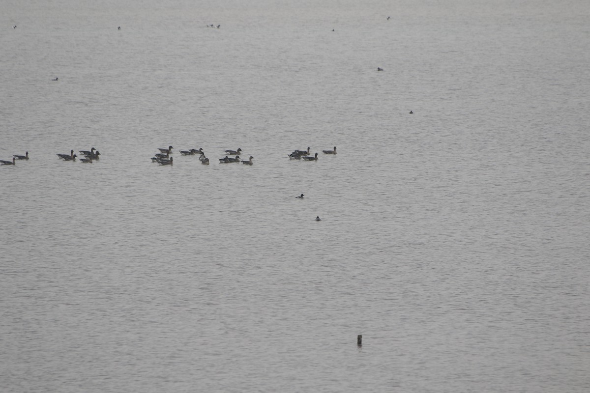 Common Goldeneye - ML508064081