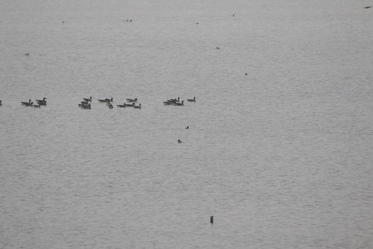 Common Goldeneye - ML508064091