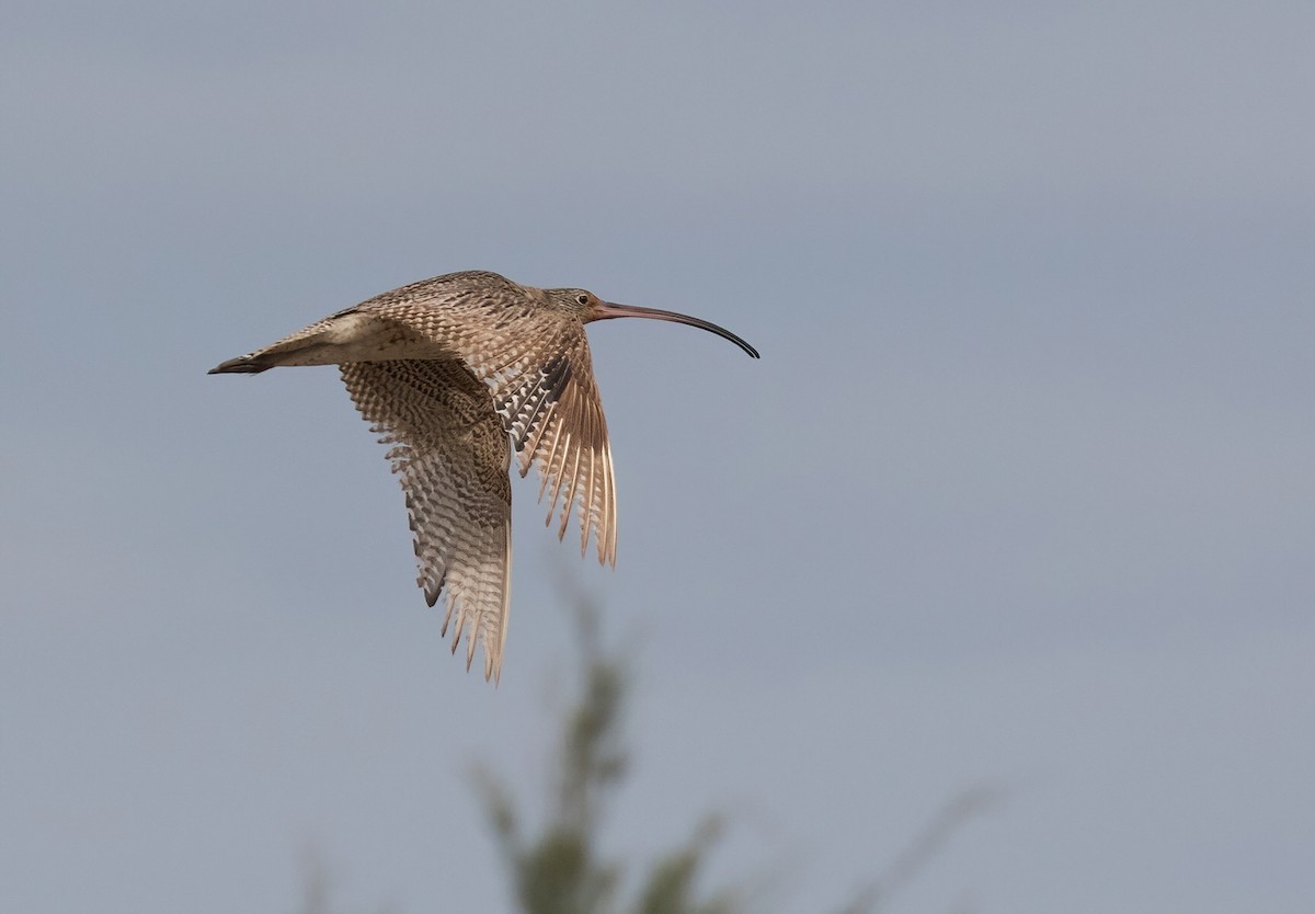 Far Eastern Curlew - Dave Bakewell