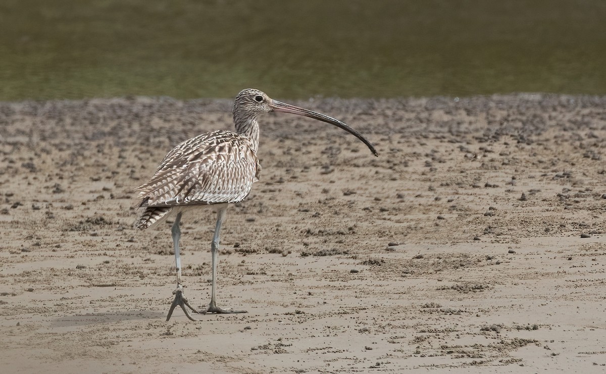 Far Eastern Curlew - ML508065461