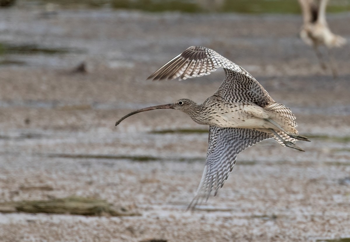 Far Eastern Curlew - ML508065471