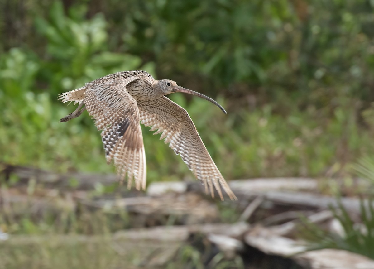 Far Eastern Curlew - ML508065481