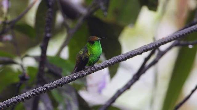 Coppery-headed Emerald - ML508066261