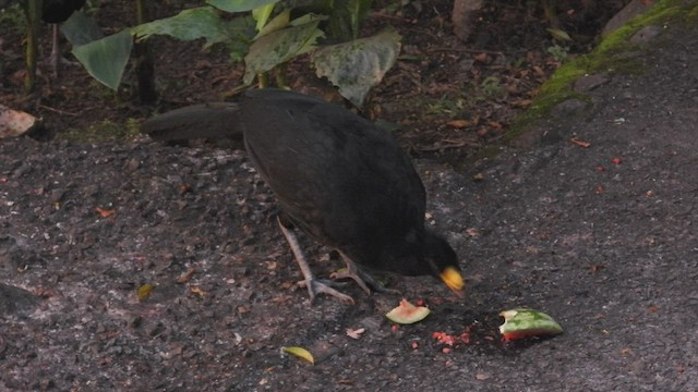 Great Curassow - ML508066751