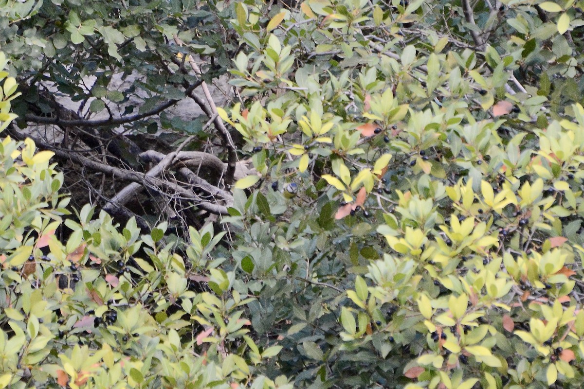 Eurasian Blue Tit - ML508067381